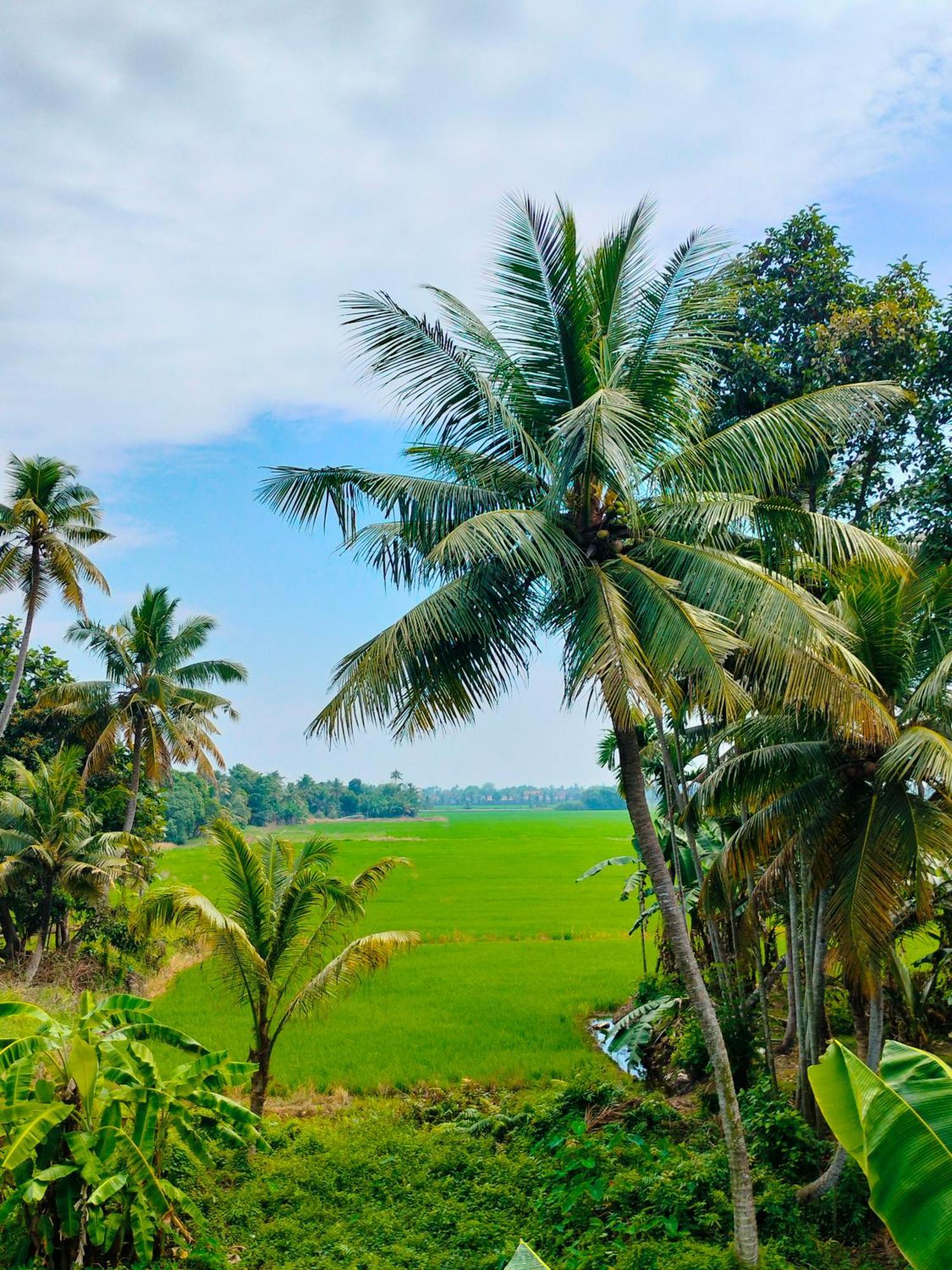 Paddy N Canal Homestay Alappuzha エクステリア 写真